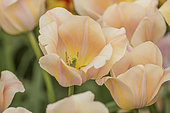 Tulipa Orange Rosalie