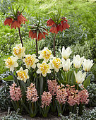 Combinaison de fleurs de printemps, Fritillaire 'Beethoven' (Fritillaria imperialis), Jacinthe 'Gipsy Queen' (Hyacinthus x orientalis), Narcisse 'Peach Cobbler' (Narcissus x hybridus),