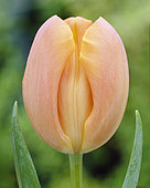 Tulipa Jan Ohms, fleur