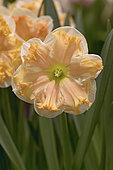 Narcissus 381