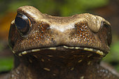 Spotted toad (Rhaebo guttatus) - Yasuni National Park, Ecuador.