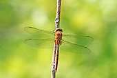 Norfolk Hawker (Aeshna isoceles) hanging from a branch on the edge of a pond in the Réserve Naturelle Nationale de la Robertsau et de la Wantzenau, Strasbourg in late spring. France