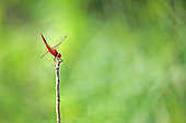 Red Darter (Crocothemis erythraea), male on a branch overlooking a pond along the Rhine in the Robertsau and Wantzenau National Nature Reserve in early summer. France