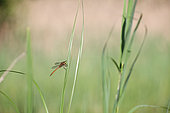 Norfolk Hawker (Aeshna isoceles) in the tall grasses bordering a former gravel pit, in the Rhine forest, east of the Robertsau and Wantzenau National Nature Reserve, Strasbourg in late spring. France