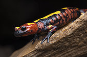 North African fire salamander (Salamandra algira atlantica) - Middle Atlas - Morroco