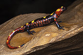 North African fire salamander (Salamandra algira atlantica) - Middle Atlas - Morroco