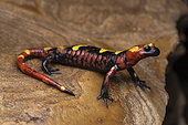 North African fire salamander (Salamandra algira atlantica) - Middle Atlas - Morroco