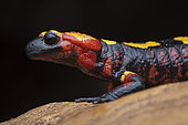 North African fire salamander (Salamandra algira atlantica) - Middle Atlas - Morroco