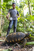 Yellow-footed tortoise (Chelonoidis denticulatus) - Yasuni Natiol park, Ecuador