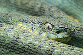 Two-striped forest pitviper (Bothrops bilineatus smaragdinus) - Yasuni National Park, Ecuador