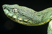 Two-striped forest pitviper (Bothrops bilineatus smaragdinus) - Yasuni National Park, Ecuador