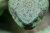 Two-striped forest pitviper (Bothrops bilineatus smaragdinus) - Yasuni National Park, Ecuador