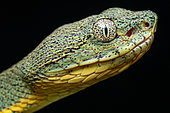 Two-striped forest pitviper (Bothrops bilineatus smaragdinus) - Yasuni National Park, Ecuador