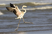 Greater Flamingo (Phoenicopterus roseus), side view of a juvenile in flight, Campania, Italy