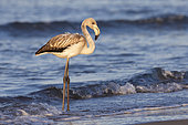 Greater Flamingo (Phoenicopterus roseus), side view of a juvenile standing on the shore, Campania, Italy