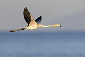 Greater Flamingo (Phoenicopterus roseus), side view of a juvenile in flight, Campania, Italy