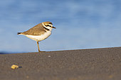 Kentish Plover (Charadrius alexandrinus), side view of an adult male standing on the sand, Campania, Italy