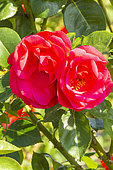 Rosa 'Crêpe de Chine', flowers