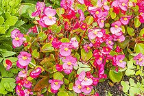 Begonia 'Ambassador Rose', Begonia semperflorens 'Ambassador Rose', flowers