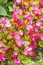 Begonia 'Ambassador Rose', Begonia semperflorens 'Ambassador Rose', flowers