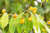 Evergreen Spindle Tree, Euonymus myrianthus, berries