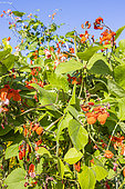 Scarlet runner bean, Phaseolus coccineus 'Goliath', Phaseolus coccineus 'Golden Sunshine', flowers