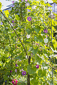Tall Morning Glory 'La Vie en Rose', Ipomoea purpurea 'La Vie en Rose', flowers