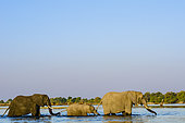 African Elephants (Loxodonta africana) crossing the Chobe River, Kasane. Botswana