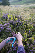 Cueillette dans le massif des Bornes de bruyère afin de préparer des tisanes. Portrait d'une femme agricultrice indépendante avec pour activité économique un jardin de plantes et effectuant de la cueillette sauvage en montagne dans les Alpes, Haute-Savoie, France,