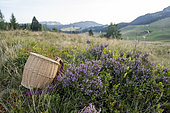 Cueillette dans le massif des Bornes de bruyère afin de préparer des tisanes. Portrait d'une femme agricultrice indépendante avec pour activité économique un jardin de plantes et effectuant de la cueillette sauvage en montagne dans les Alpes, Haute-Savoie, France
