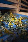 Observation of the drying of Tanaisie commune (Tanacetum vulgare) flowers for a beer brewer. Portrait of an independent woman farmer whose economic activity is a plant garden and wild gathering in the mountains of the Alps, Haute-Savoie, France.