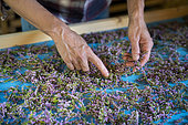 Heather harvested in the morning at dawn is being dried and blended for herbal tea. Portrait of an independent woman farmer whose economic activity is a plant garden and wild gathering in the mountains of the Alps, Haute-Savoie, France.