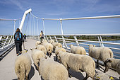 Sheep crossing the Nelson Mandela pedestrian bridge. La Bergerie urbaine, an urban agriculture structure in Lyon during the 3rd edition of la petite transhumance, a travelling sheep pasture in the Lyon metropolitan area, Décines, France.