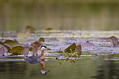 Red-necked Grebe (Podiceps grisegena), Danube Delta, Romania