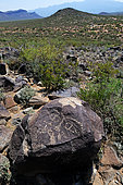 Petroglyphs Mogollon culture ( 1000-1450 ) Three Rivers Petroglyph Site. New-Mexico