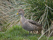 South Georgia Pintail (Anas georgica georgica), an endemic duck species restricted to South Georgia, a usbspecies to Anas georgica. Antarctica, subantarctica, South Gerogia,, Grytviken, October