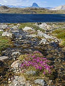 Épilobe nain (Epilobium latifolium), fleur nationale du Groenland. Péninsule de Drygalski dans le système de fjords d'Uummannaq, au nord-ouest du Groenland, au nord du cercle polaire. Amérique du Nord, Groenland, territoire danois, été