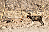 Wild dog (Lycaon pictus), Khwai concession, Botswana