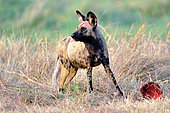 Wild dog (Lycaon pictus) with carcass, Khwai concession, Botswana