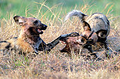 Young wild dogs (Lycaon pictus) after killing an impala, Khwai concession, Botswana
