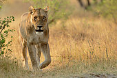 Solitary lioness (Panthera Leo) at dawn, Kwai concession, Botswana