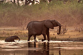 African Savanna Elephant (Loxodonta africana) female and calf, Khwai River at sunset, Khwai Concession, Botswana