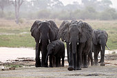 Family of African Savanna Elephants ( Loxodonta africana), Khwai concession, Botswana