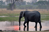 African Savanna Elephant (Loxodonta africana), Khwai River at sunset, Khwai Concession, Botswana