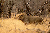 Male lion ( Panthera leo), Khwai concession, Botswana