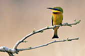 Little Bee-eater (Merops pusillus) on a branch, Khwai concession, Botswana