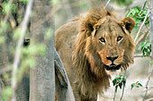 Portrait of male lion (Panthera Leo) in the savannah, Khwai concession, Botswana