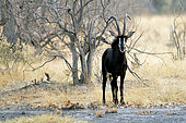 Roan antelope (Hippotragus equinus), Khwai concession, Botswana