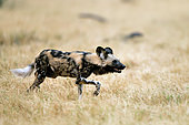 Wild dog (Lycaon pictus) hunting, Khwai concession, Botswana