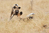 Wild dog (Lycaon pictus) playing, Khwai concession, Botswana